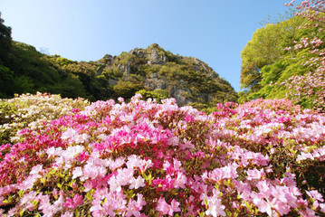 山裾に咲くツツジ