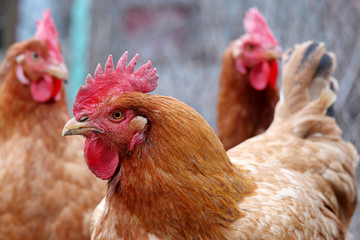 Chickens on the farm, poultry concept. Angry brown hen closeup