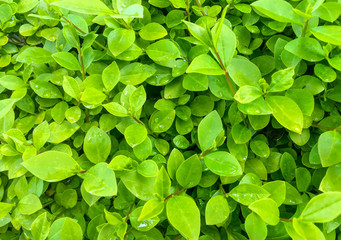 Fototapeta na wymiar green bush and dew