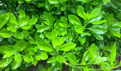 green bush texture 2