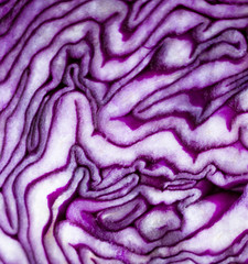 Obraz premium Cut red cabbage head.