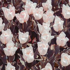 Aesthetics wallpaper flowers. White Tulip  bloom background.