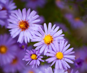 Obraz premium Blue aster flowers.