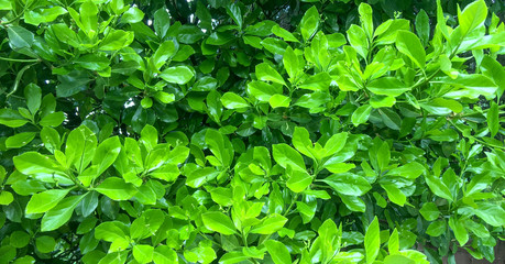 green bush texture