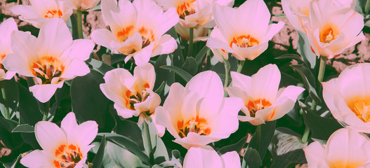 Aesthetics wallpaper flowers. White Tulip bloom background.