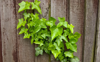 green ivy on the fence at an angle