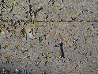 Concrete path sprinkled with fir needles as background and texture