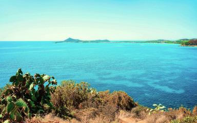 Cactus plant in Villasimius Mediterranean Sea on Sardinia Island Italy reflex