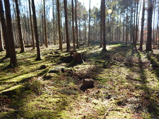 forest in autumn