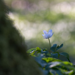 Anemone nemerosa, macro photography, beautiful spring forest flower. Wood anemone, flower with soft focus, shallow depth of field. Blurred background, bokeh. Copy space, place for text.