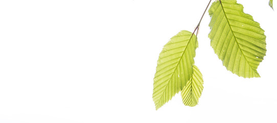 Fresh new leaves in the spring. On the branch in the nature in spring