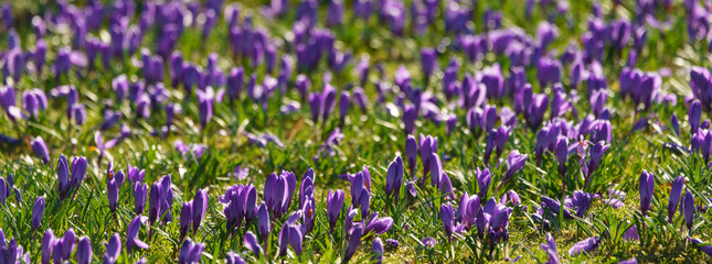 Beautiful purple crocuses at spring time. The beauty of nature concepts. Suitable as floral fresh background, greeting card, template.