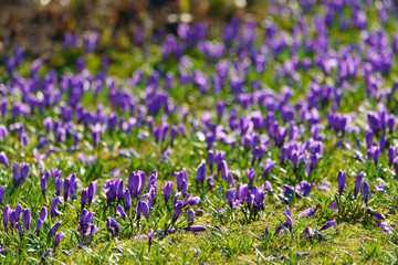Beautiful purple crocuses at spring time. The beauty of nature concepts. Suitable as floral fresh background, greeting card, template.