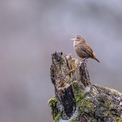 Eurasian wren (Troglodytes troglodytes), small songbird, sits on a wooden mossy branch. Shallow debt of field. Blurred background with copy space for text.