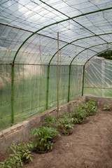 Fototapeta premium Growing the tomatoes in the greenhouse