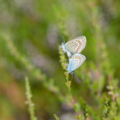 Blue butterflies reproduce, breed, on a green straw in nature. Green background, out of focus, bokeh, with copy space and place for text.