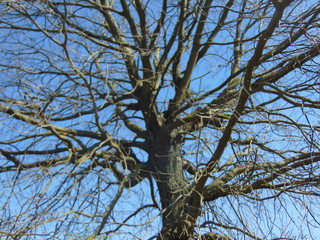 tree branches against blue sky