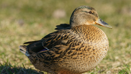 Photography of the duck in the city park. Sunny springtime. Bird basking in the sun. Animal theme.