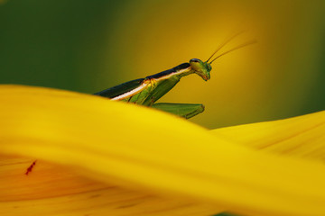 Female flower Mantis on a Sunflower petals