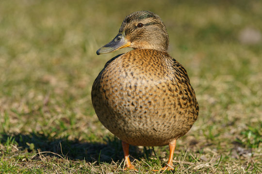 Photography of the duck in the city park. Sunny springtime. Bird basking in the sun. Animal theme.
