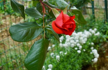 Red rose in my garden, spring explosion
