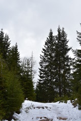 Harz Gebirge am Oderteich