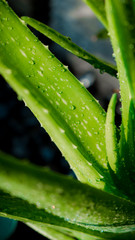 Aloe vera with focussed dew drops and texture, blurred background
