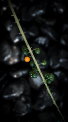 Little plant wich has different color with another