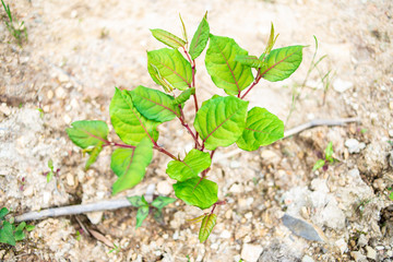 Polygonum cuspidatum growing in the forest