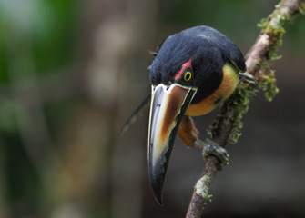 Halsbandarassari im Regenwald in Costa Rica © Hawi