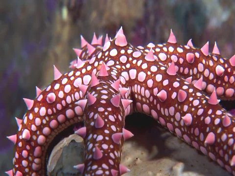 red and white starfish with spikes underwater close up ocean scenery