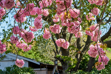 Rosa Baumblüten der japanischen Zierkirsche (Kurilenkirsche) im Frühling bei strahlendem Sonnenschein und blauen Himmel