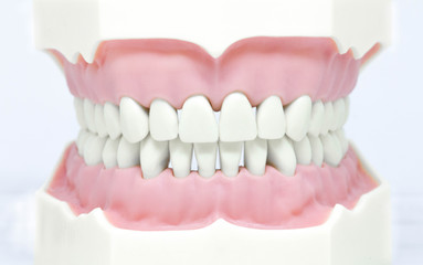 Modello dentale panoramica denti su sfondo bianco