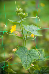 Cucumber plant. Yellow flowers and green leaves
