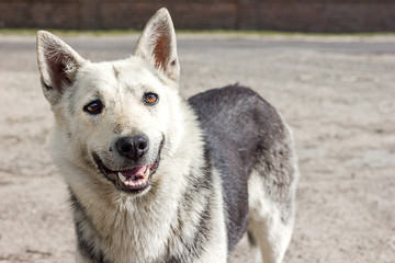 Closeup portrait of a large beautiful dog outdoors, dog shelters help abandoned animals, friend and guard, copy space for text