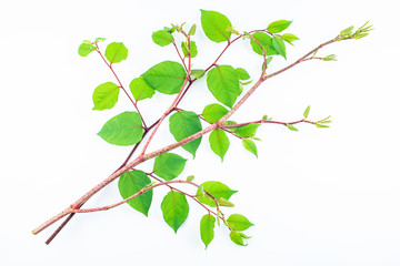 Polygonum cuspidatum on a white background