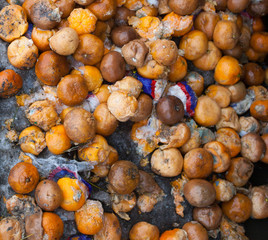 Rotten mandarin oranges on the landfill