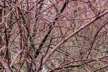 Close-up of a spring fresh young leaf on a tree branch. The concept of the awakening of nature, the spring sowing season.