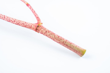 Sour tube rods with fresh wild herbs on white background