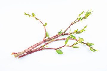Fresh knotweed on white background
