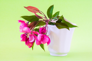 Pink apple spring flowers in vase on light green background. Still life