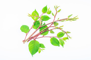 Fresh knotweed on white background