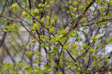 Close-up of a spring fresh young leaf on a tree branch. The concept of the awakening of nature, the spring sowing season.