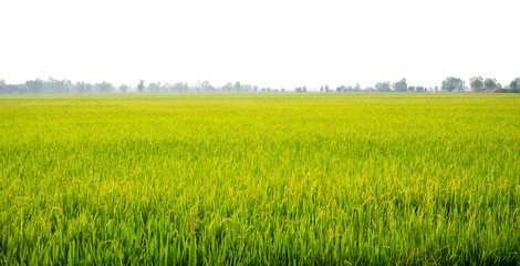 Obraz premium Agriculture rural life with ponds for rice farming, Green young rice plants are growing in paddy field. Agricultural lifestyle concept of Thailand.