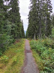 Fototapeta premium Forest Aisle