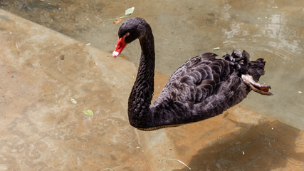 Obraz premium Black swan swimming in Pinnawala open zoo