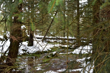 Harz Gebirge am Oderteich