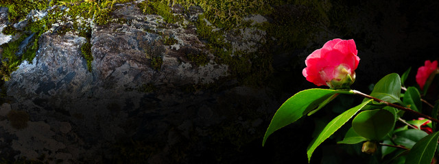Red camellia japanese flowers, buds and leaves