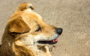 A beautiful red-haired dog lies on the street and looks away, the animal is waiting for the owner, dog shelters, helping animals with human kindness, copy space for text