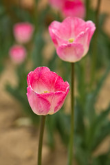 Naklejka premium Pink Tulips in full bloom (detail)